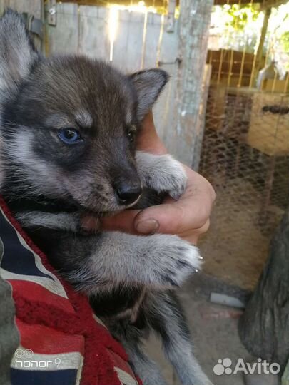 Щенки сибирской хаски