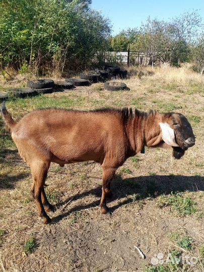 Альпо-Нубийский козел