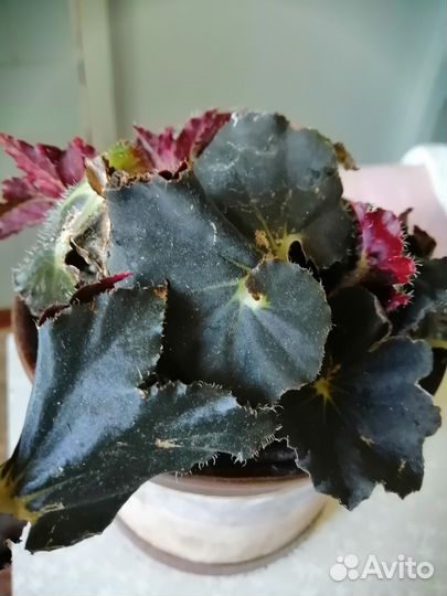 Цветок бегония