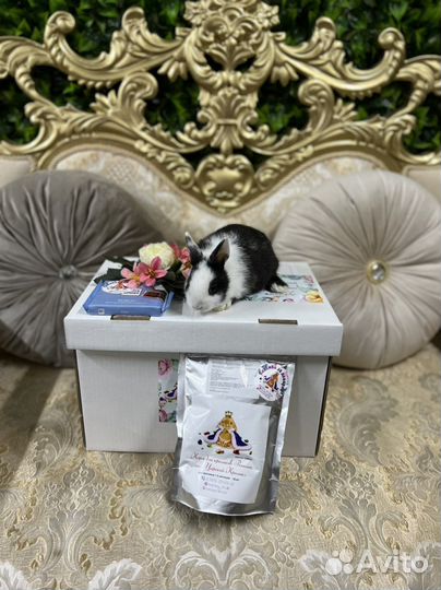 Кролики мини домашние