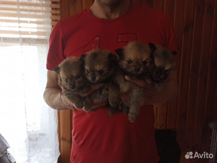 Щенки шпица