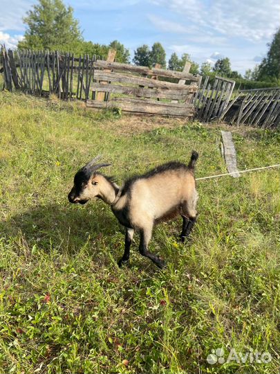 Козел ламанча