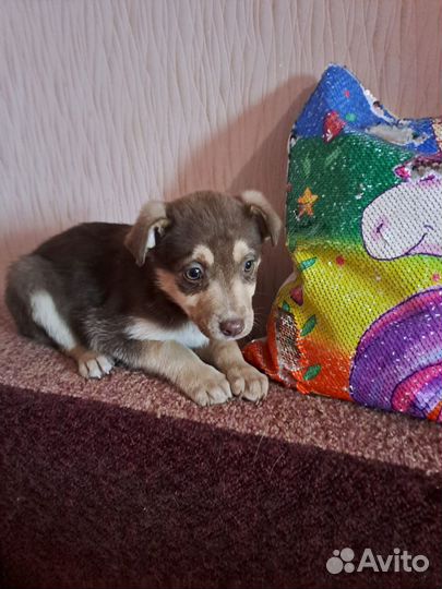 Тобик мальчик в добрые руки