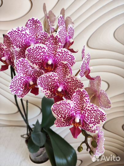 Орхидея фаленопсис Рэд сезам