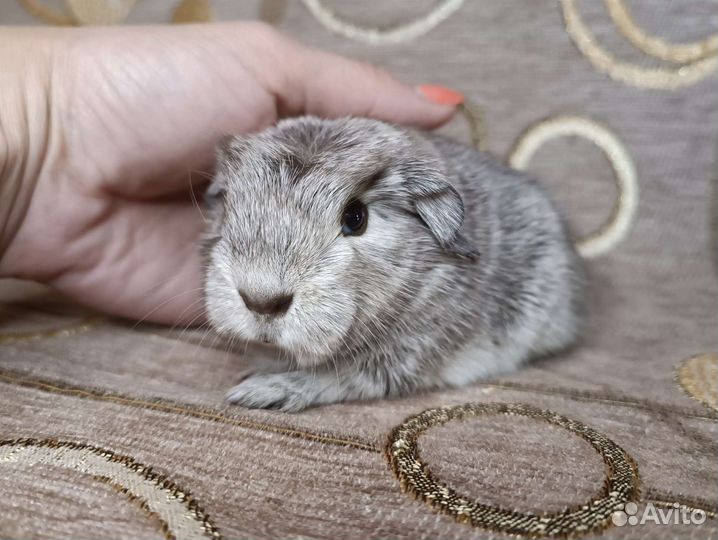 Морские свинки