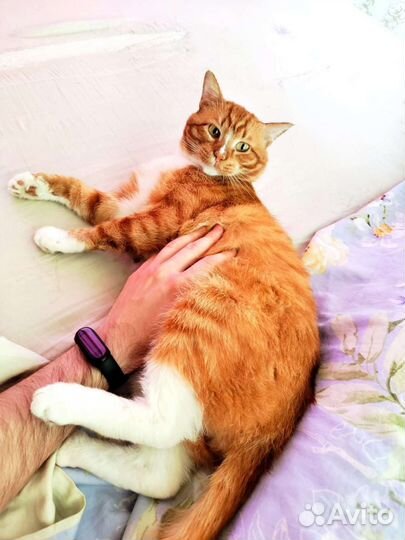Преданный и любящий рыжий котик ищет дом