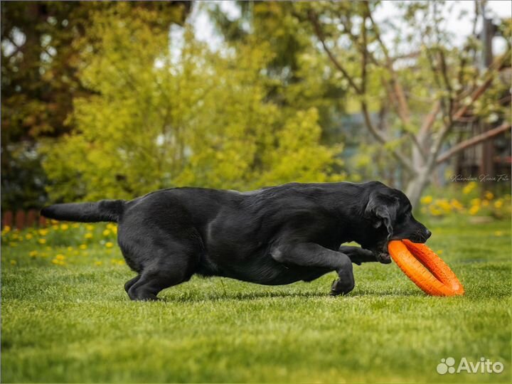Щенки лабрадора черные