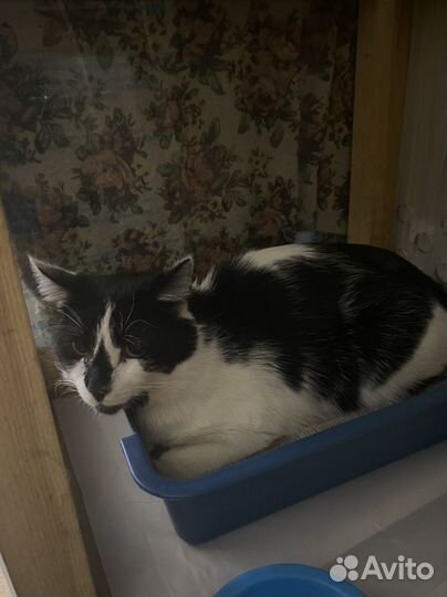 Котика принесли в приют