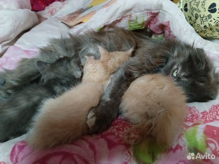 Котята в добрые руки