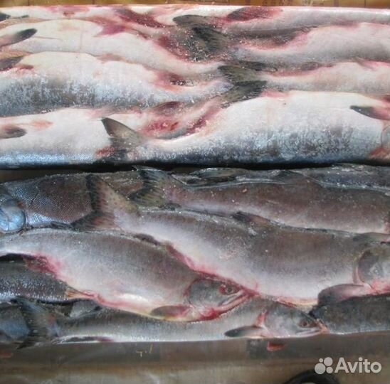 Горбуша н/р