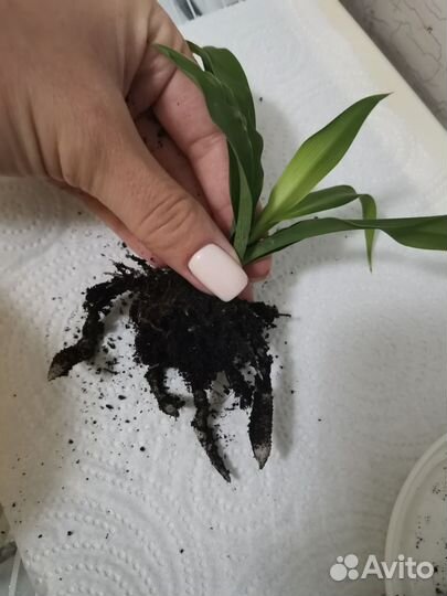 Хлорофитум