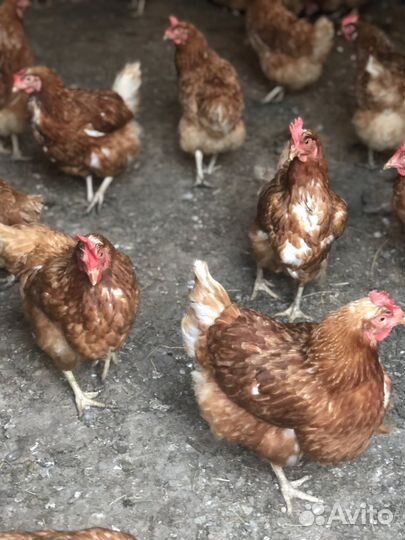 Куры несушки