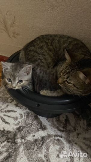 Малыш ищет дом