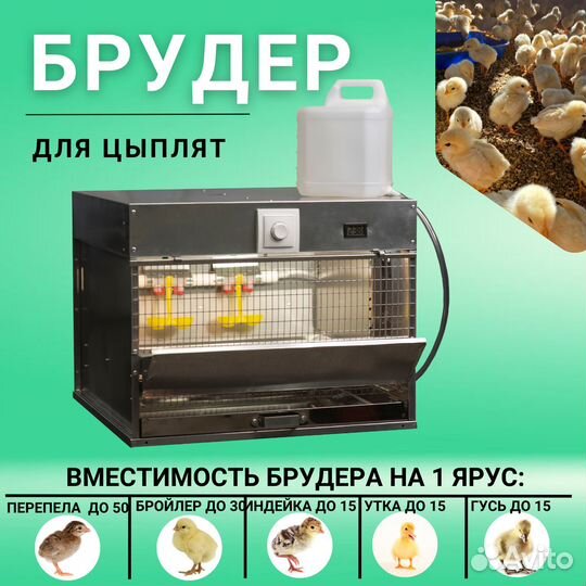 Брудер для цыплят
