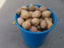 Продам картофель в ведрах