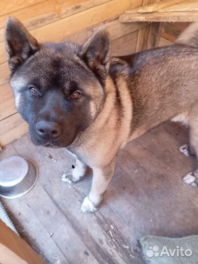 Вязка собак, Американская Акита