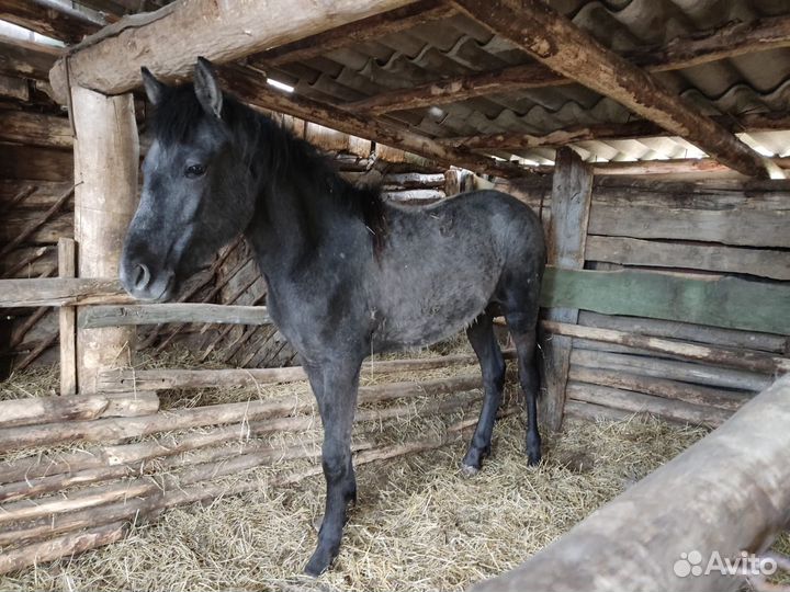 Лошадь кобыла