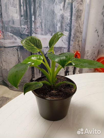 Филодендрон