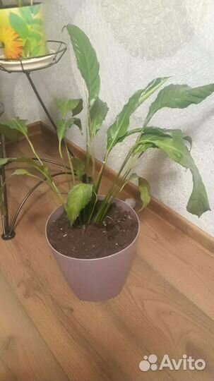 Спатифиллум