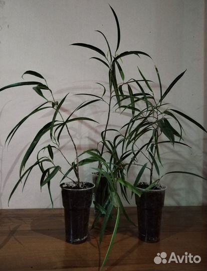 Фикус бенедикта Али