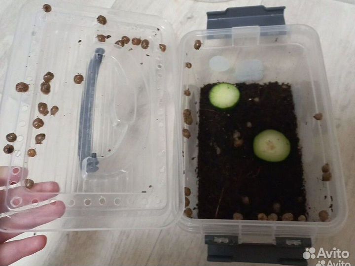 Улитки ахатины