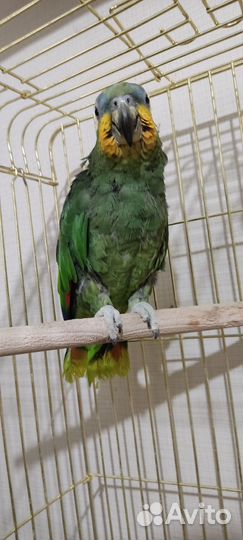 Венесуэльский амазон