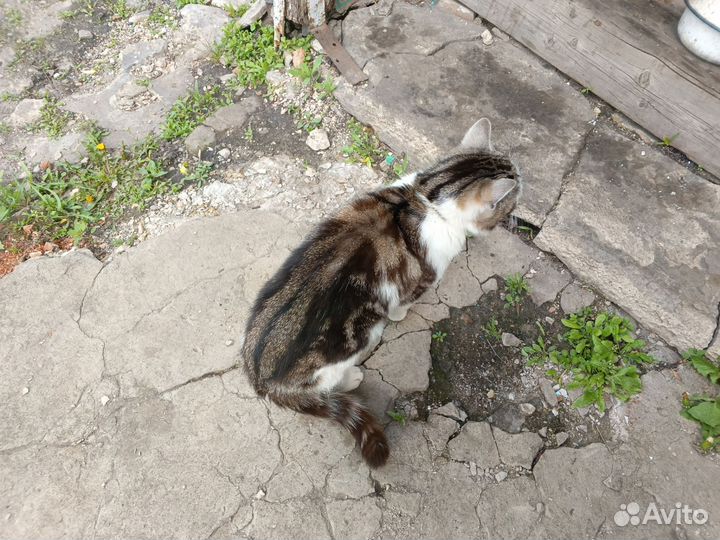 Отдам молодых котиков в добрые руки