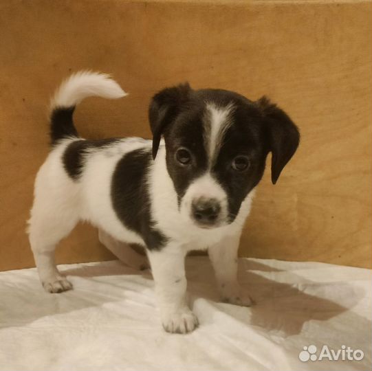 Почти Джек Рассел