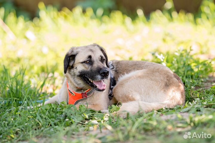 Собака Мона в добрые руки