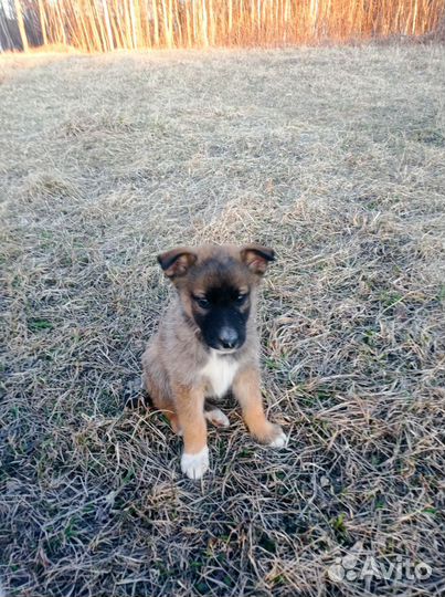 Щенки дворовые