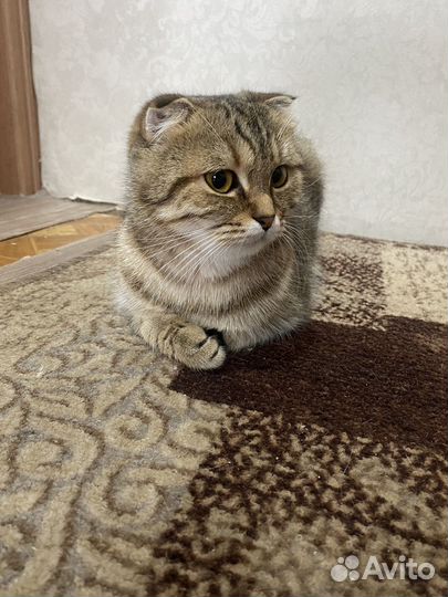 Кошки вислоухие
