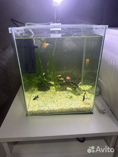 Аквариум с рыбками 19л