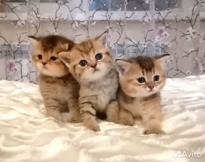 Британская шиншилла