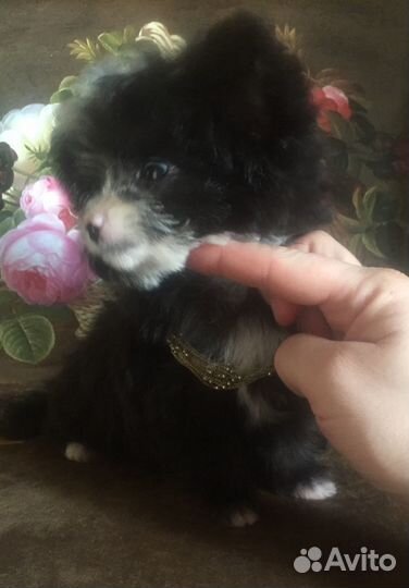 Эксклюзивный микро Тэдди Тиффани