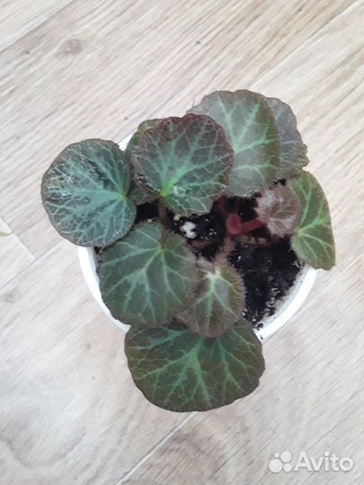 Камнеломка