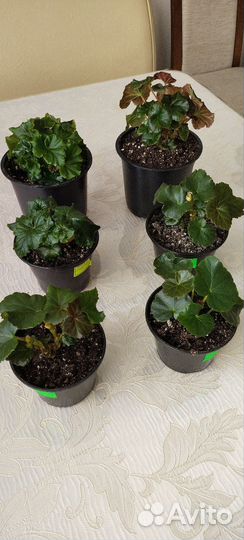 Черенки бегонии элатиор