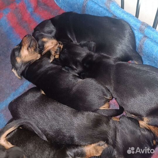 Карликовая такса щенки спб