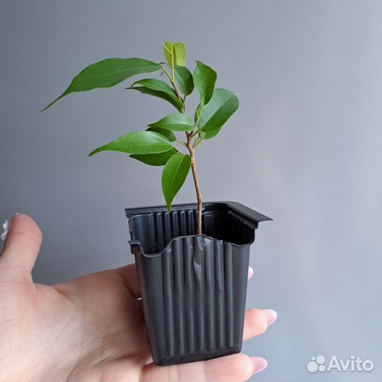 Фикус Бенджамина Экзотика