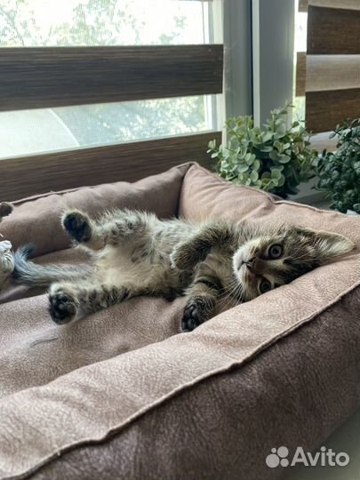 Милый котенок