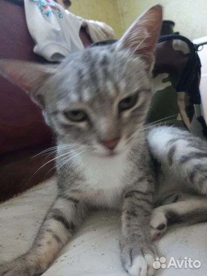 Кот 1 годик