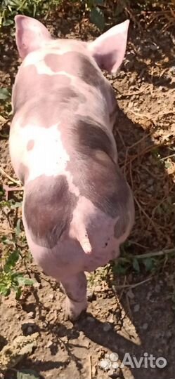 Чистопородные Пьетрен Макстер на племя