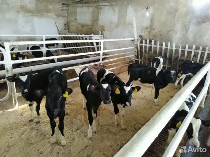 Телята мясные бычки