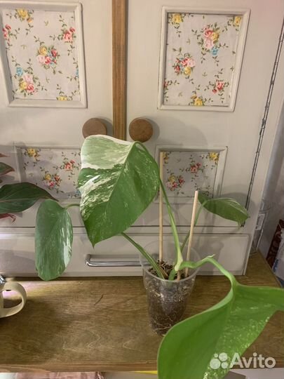 Монстера альба