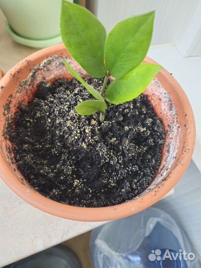 Замиокулькас