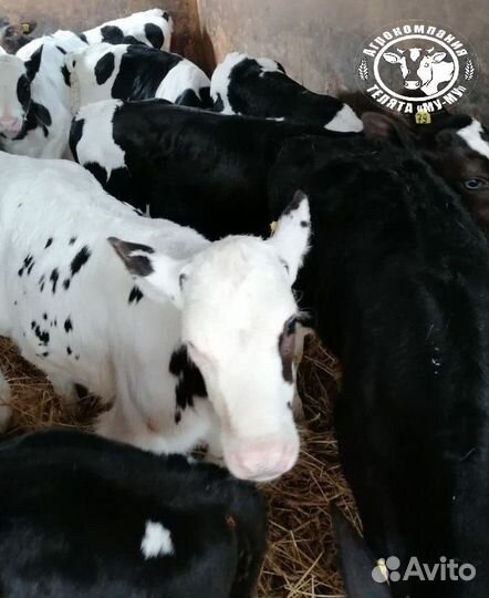 Телята бычки