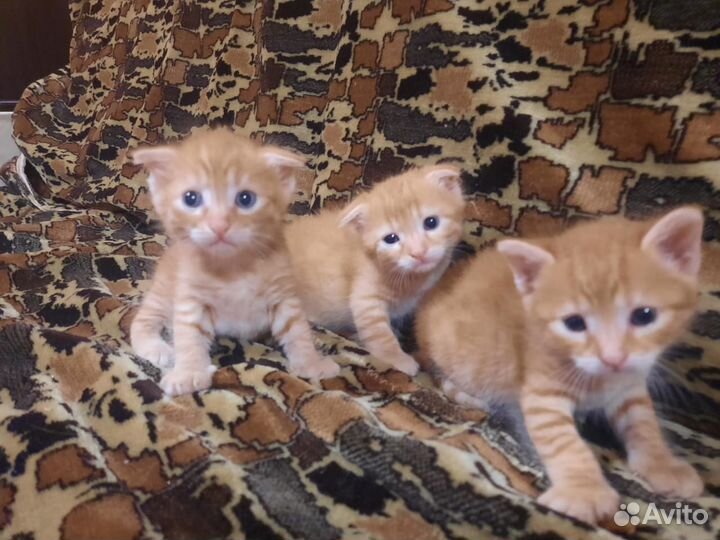 Вислоухие котята в добрые руки