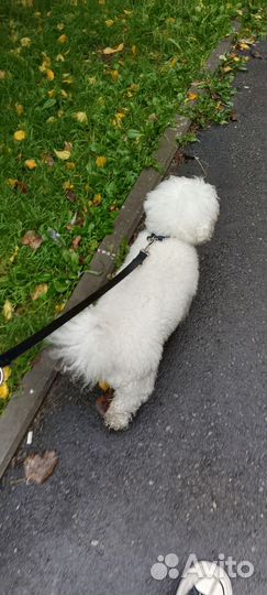 Выгул собак-кошек