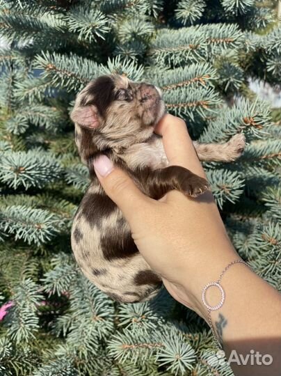 Девочка шокомерле