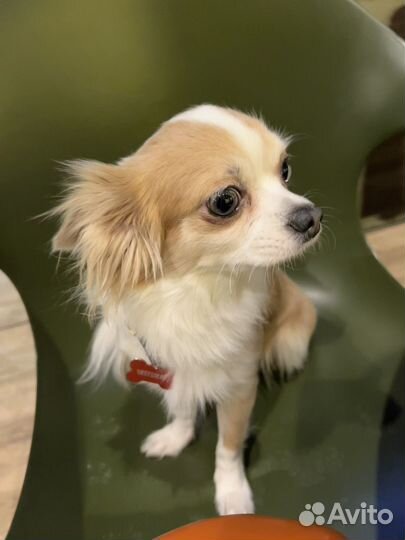 Чихуа вязка кобель