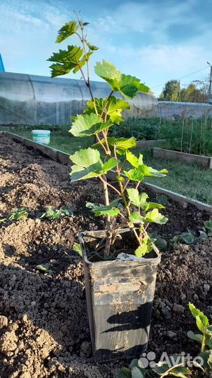 Саженцы винограда Кристалл и Лион Мийо